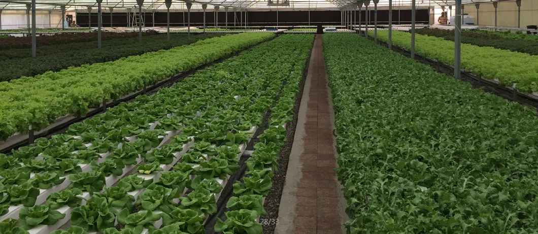 China Hydroponics Dwc Hydroponic System Nft Channel System for Leafy Greens Tomato Cucumber